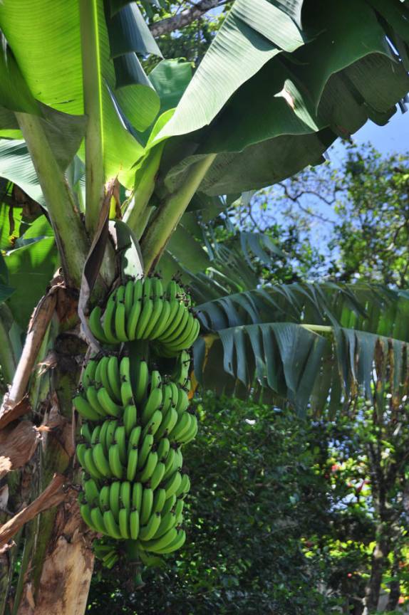 Bananeiras, muito comuns na região do lago Yojoa, parte central de Honduras